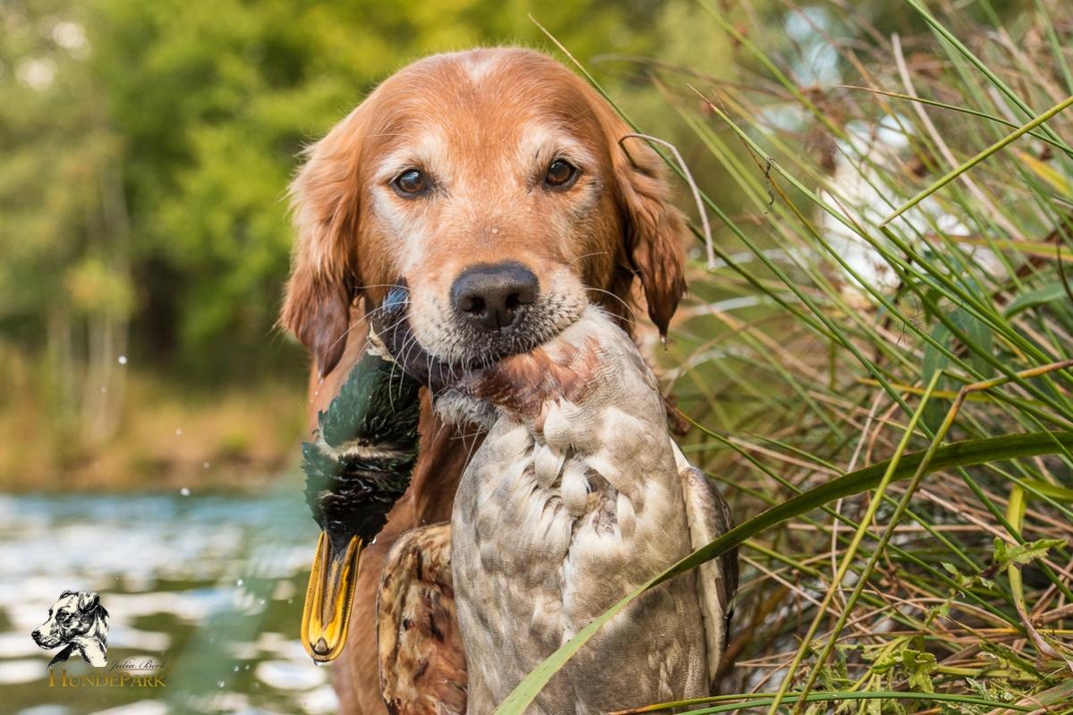 Golden Retriever