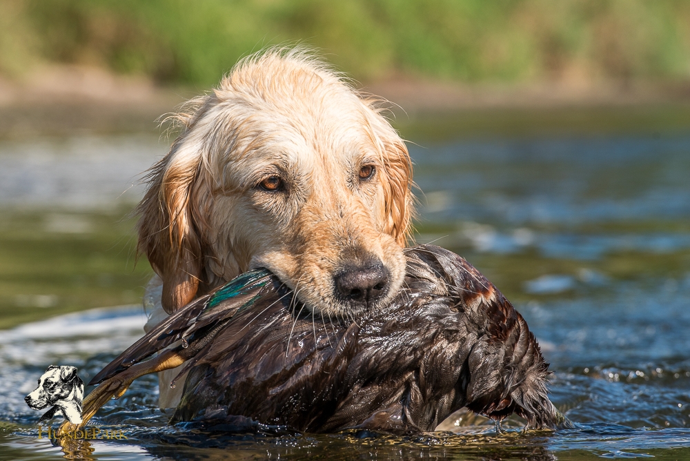 Golden Retriever