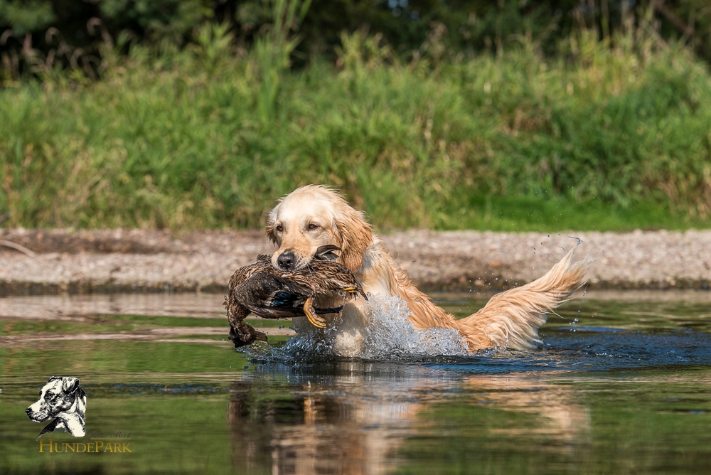 Golden Retriever