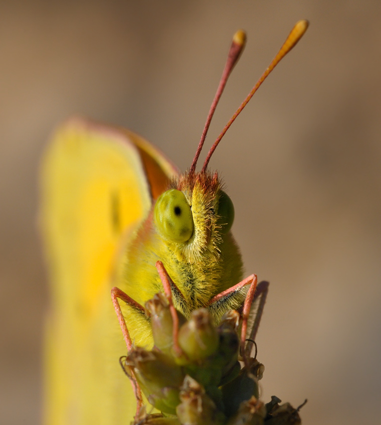 Goldene Acht