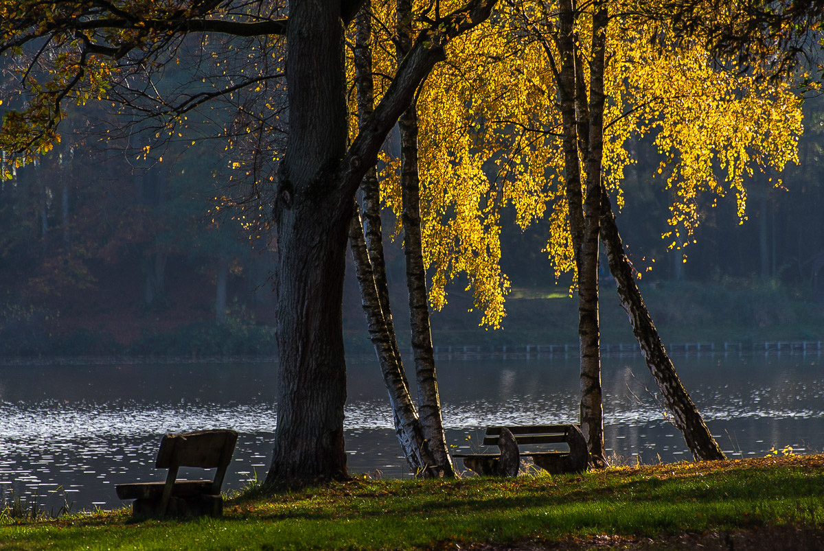Goldener November (1 von 1).JPG