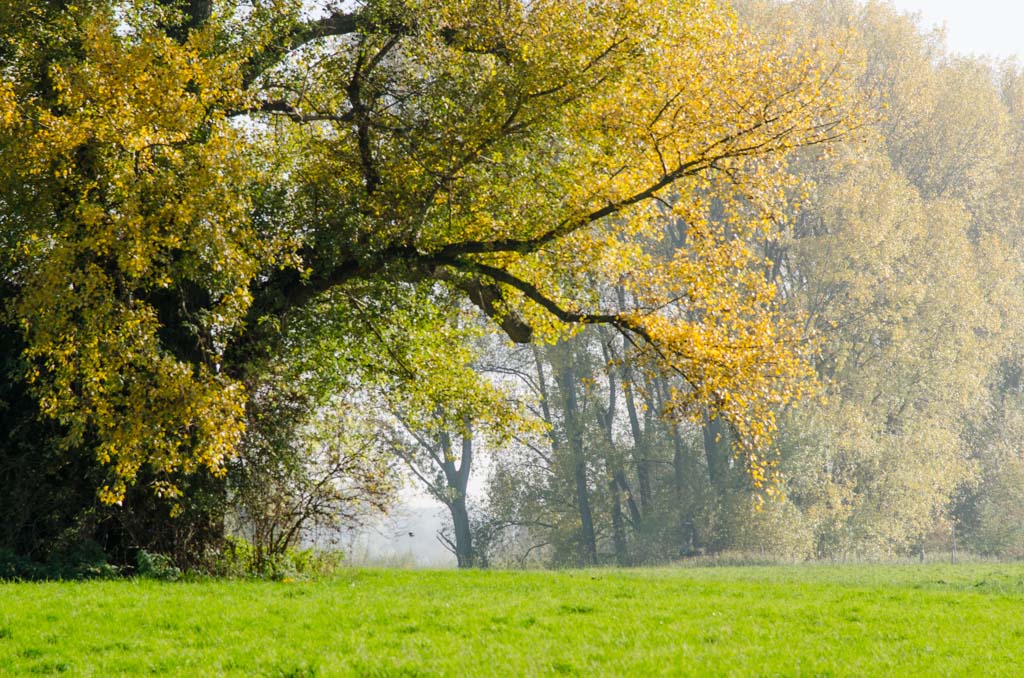 goldener Oktober