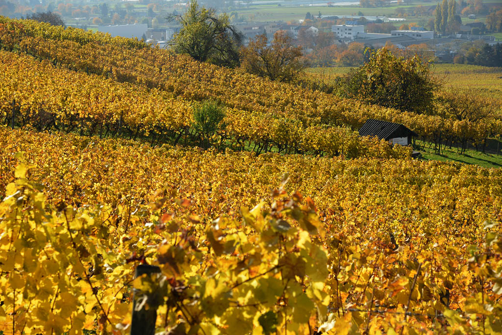 goldener wein