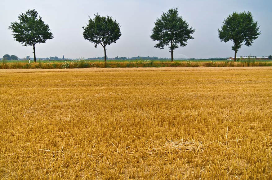 Goldenes Feld mit Bäumen klein