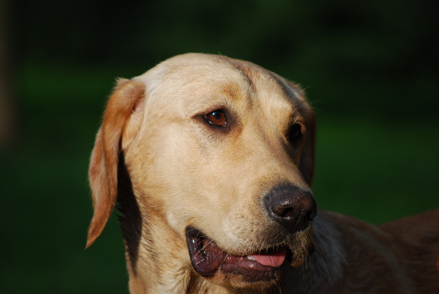 Goldenretriever