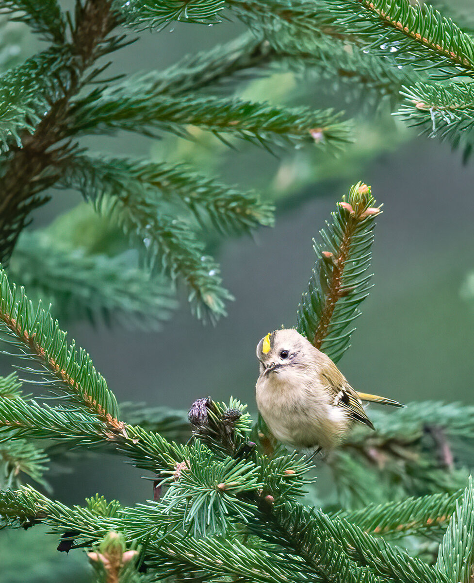 Goldhähnchen im Wald.jpg