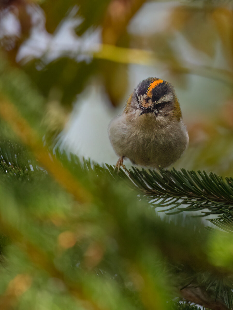 Goldhähnchen Wald.jpg