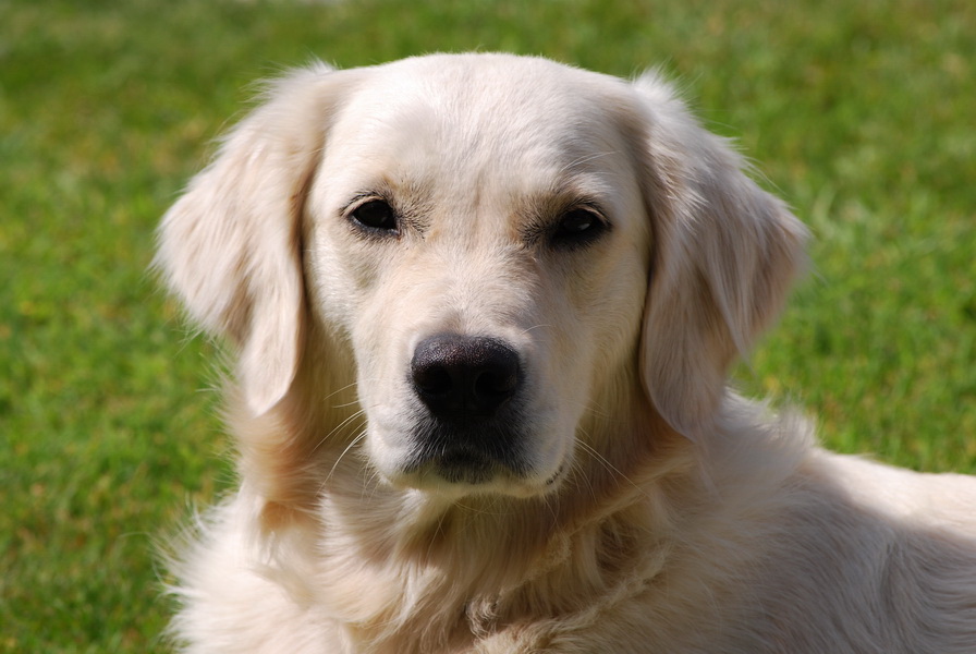 goldie 1