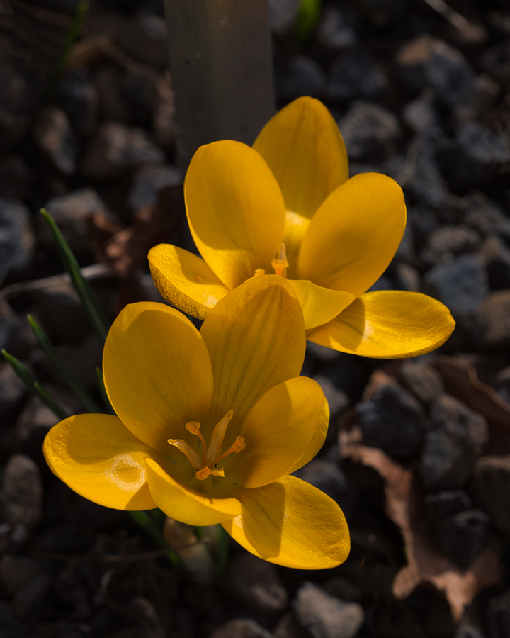 Goldlack
Erysimum 'Bowles´s Mauve'