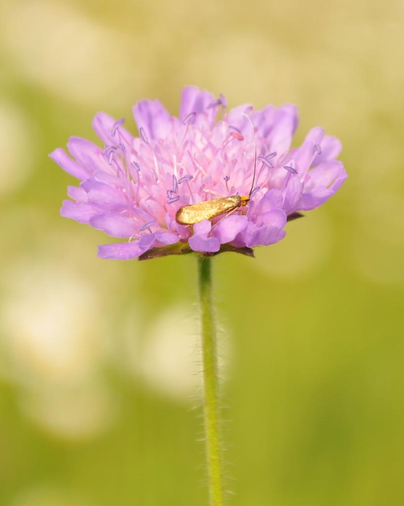 Goldmariechen