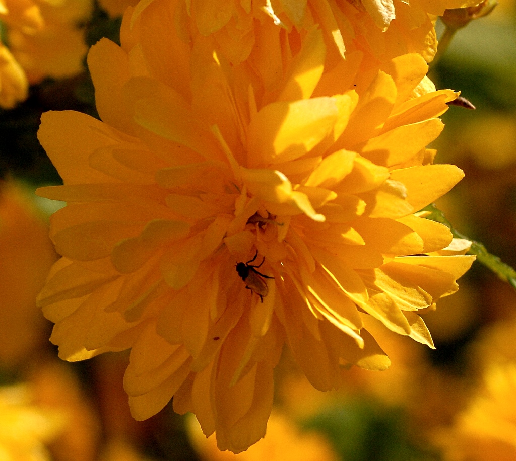 Goldrausch 18.04.2007