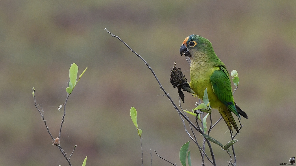 Goldstirnsittich (Peach-fronted Parakeet)

s146 Pivual Peach FrontedParakeet 9296