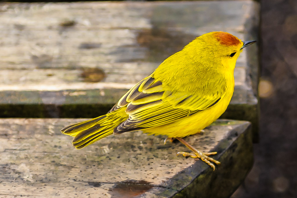 Goldwaldsänger - Galapagos, Ecuador