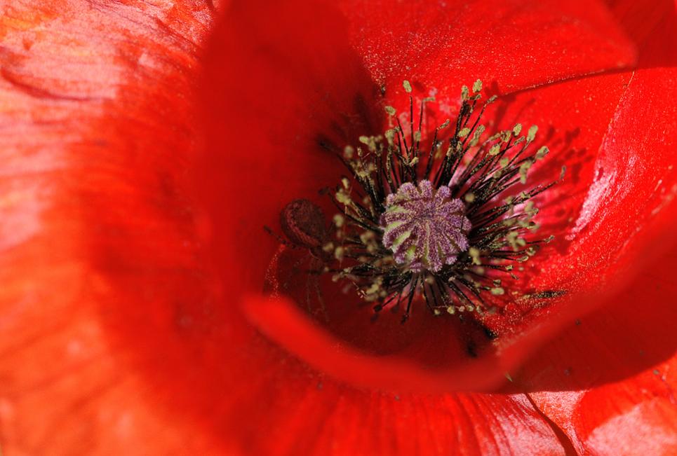 gomera 0011
Makroaufnahme einer Mohn-Blüte inkl. Bewohner, der auf vorbeikommende Bestäuber wartet. So ein Fiesling!