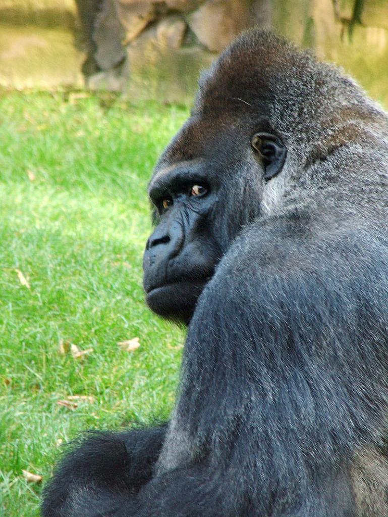 Gorilla 01