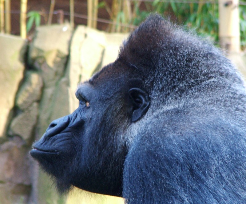 Gorilla 02