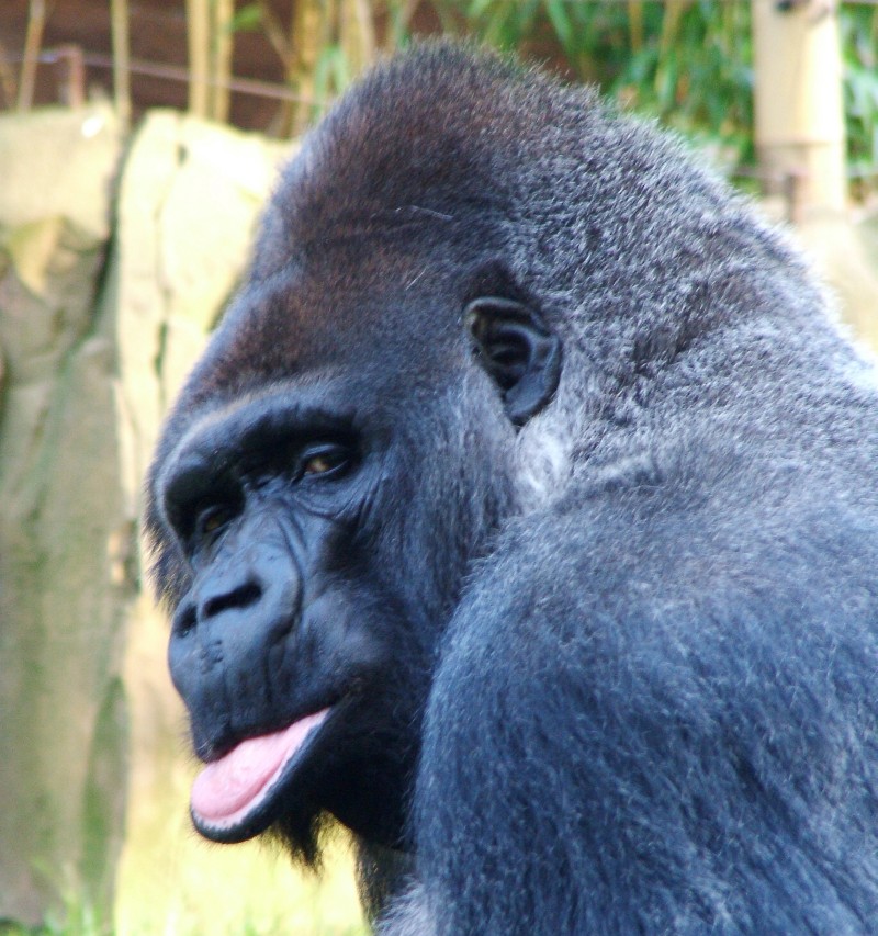 Gorilla 03