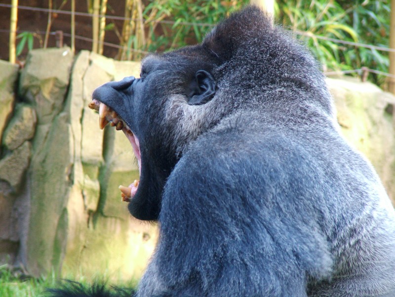 Gorilla 04