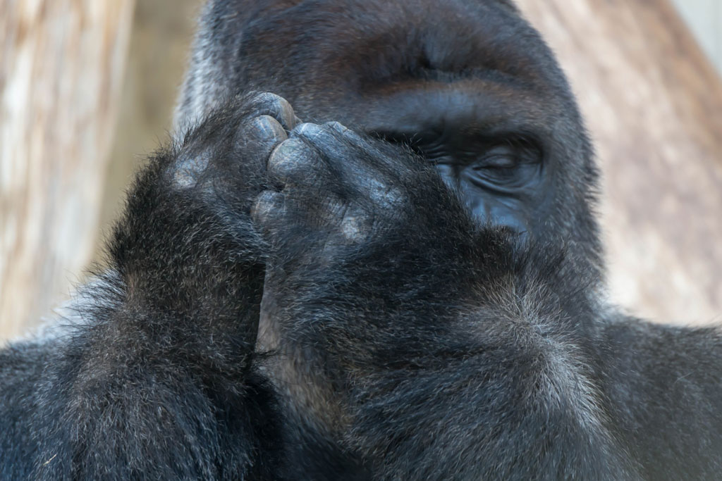 gorilla 1