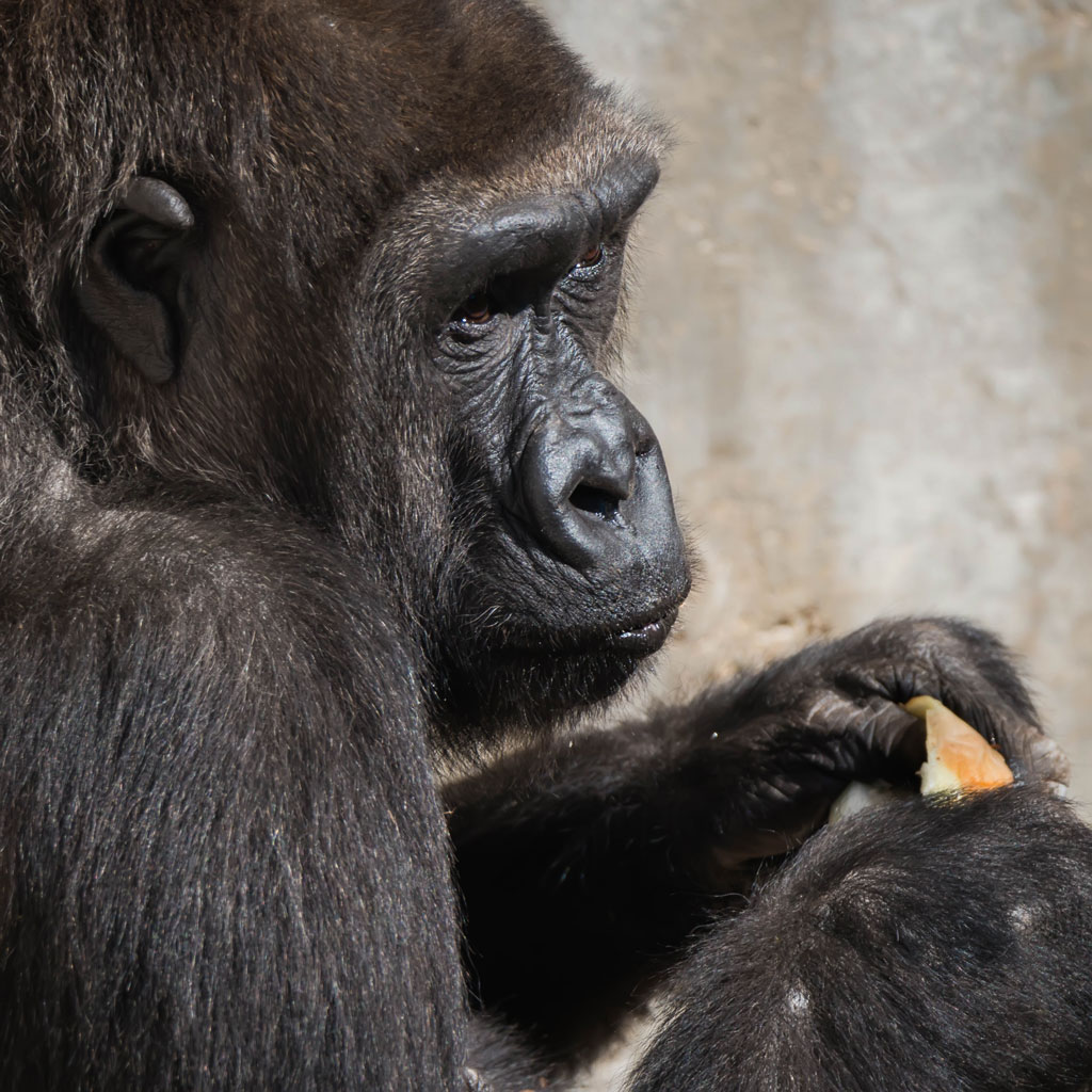 gorilla 2