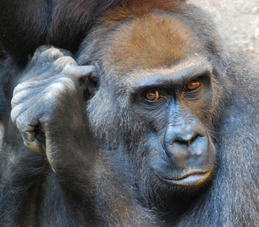 Gorilla 2