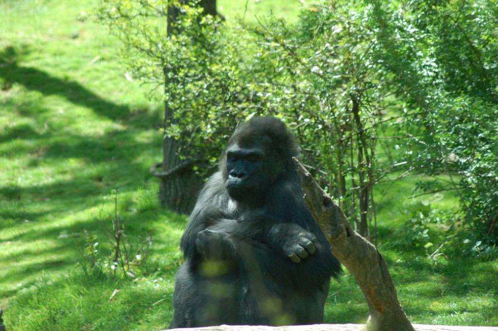 Gorilla im Bronx-Zoo