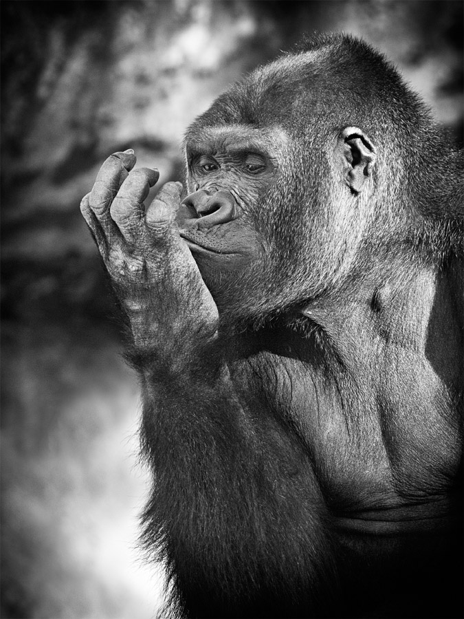 gorilla mit nachdenklichem blick in seine hand