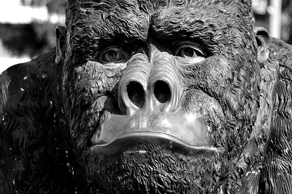 Gorilla