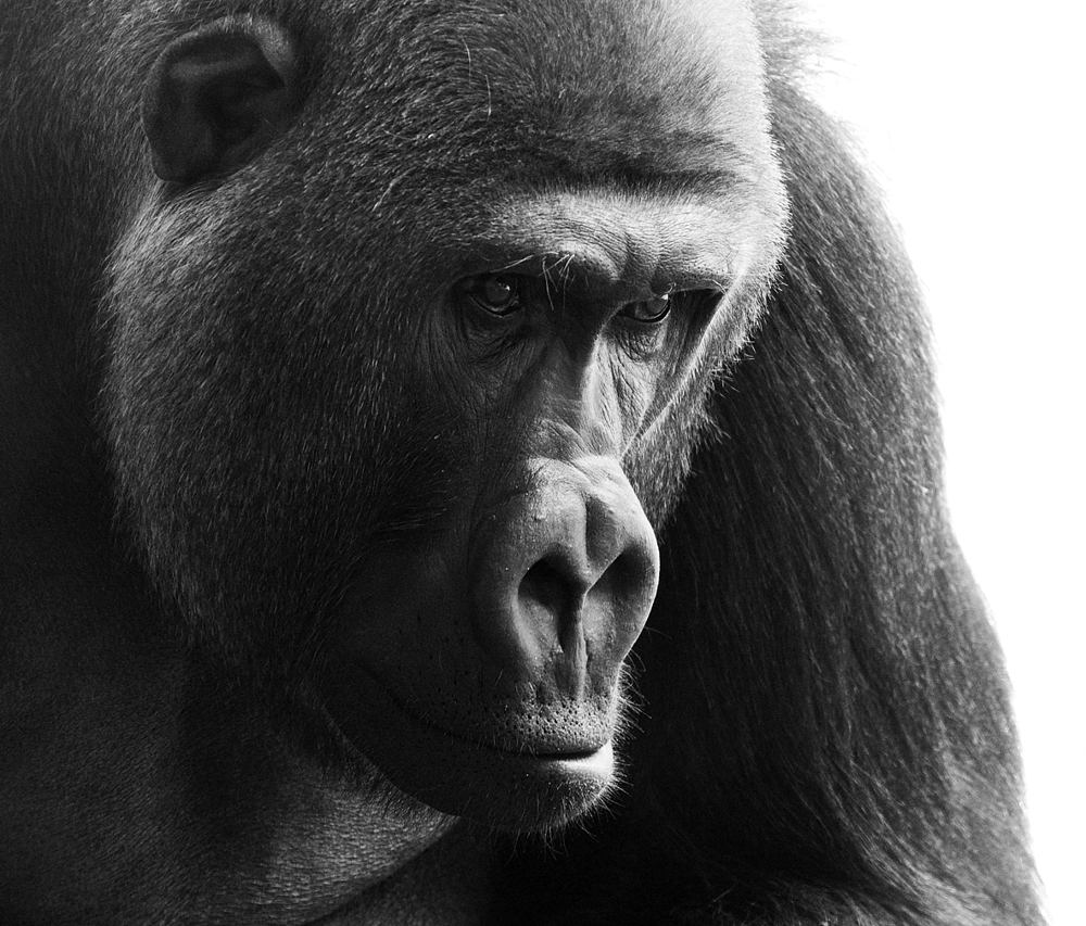 Gorilla