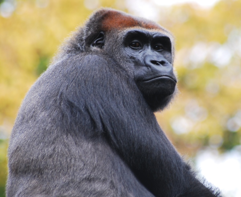 Gorilla