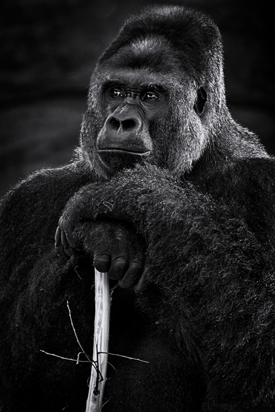 Gorilla