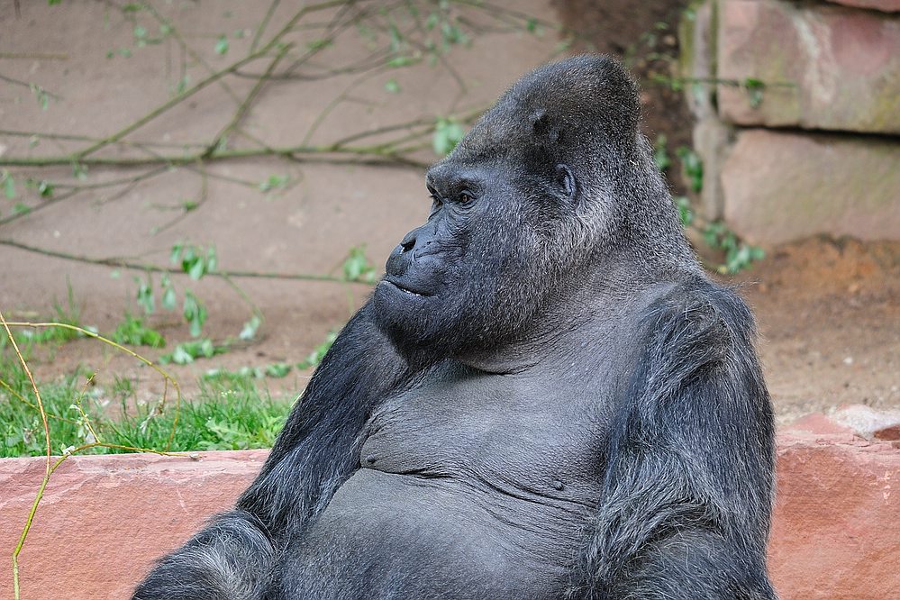 Gorilla