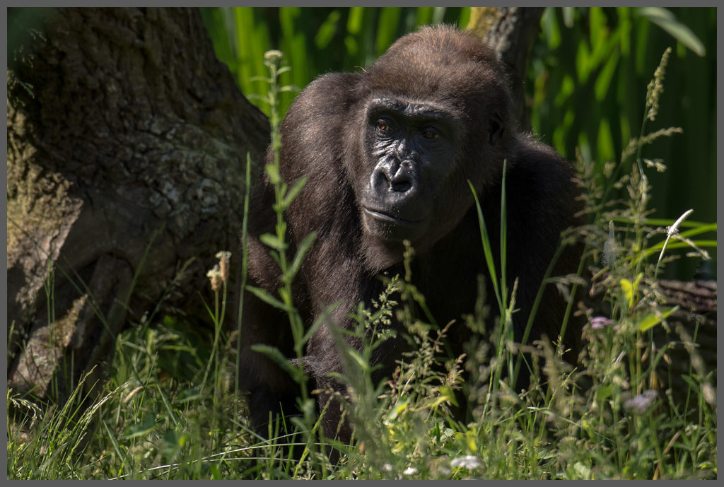 Gorilla001