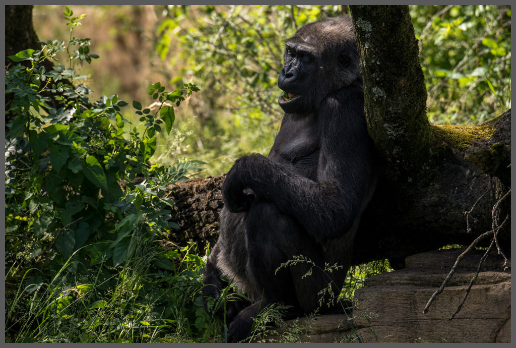 Gorilla003