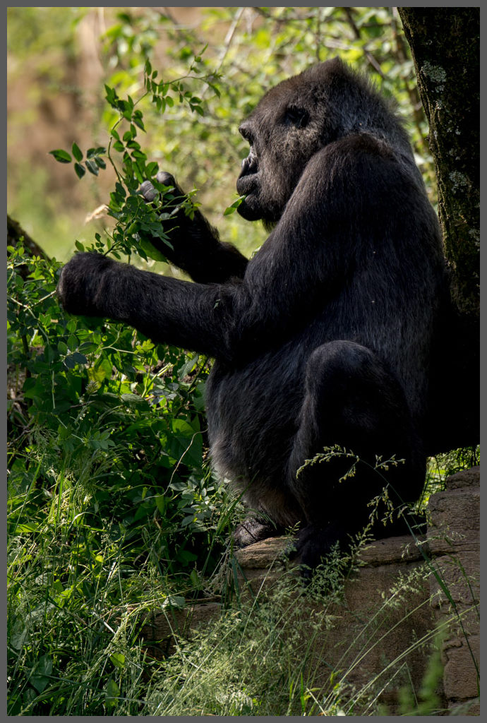 Gorilla008
