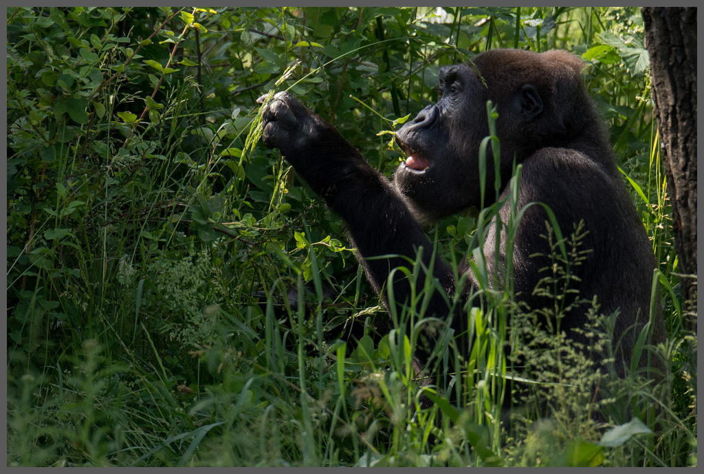 Gorilla013