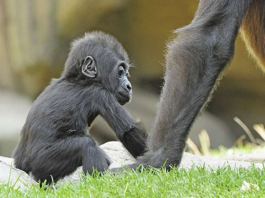 Gorillababy I