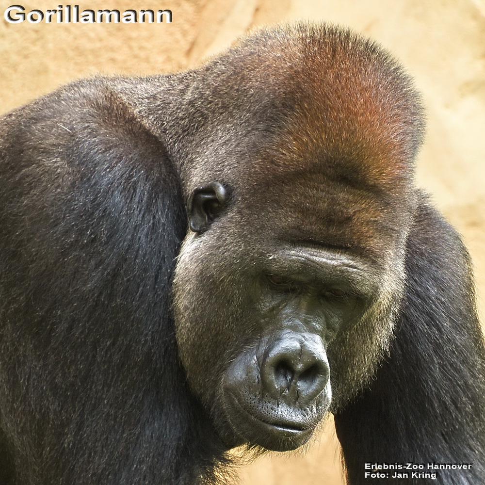 Gorillamann
