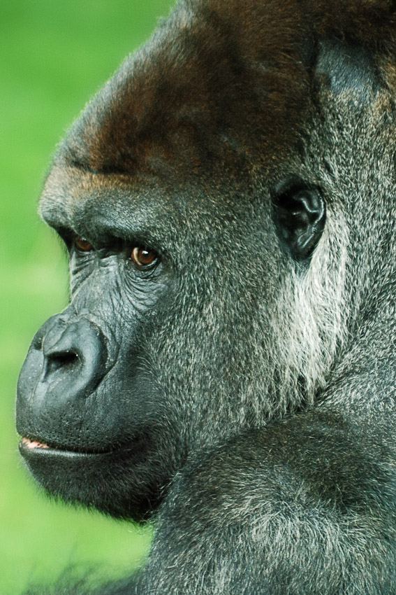 Gorillaportrait