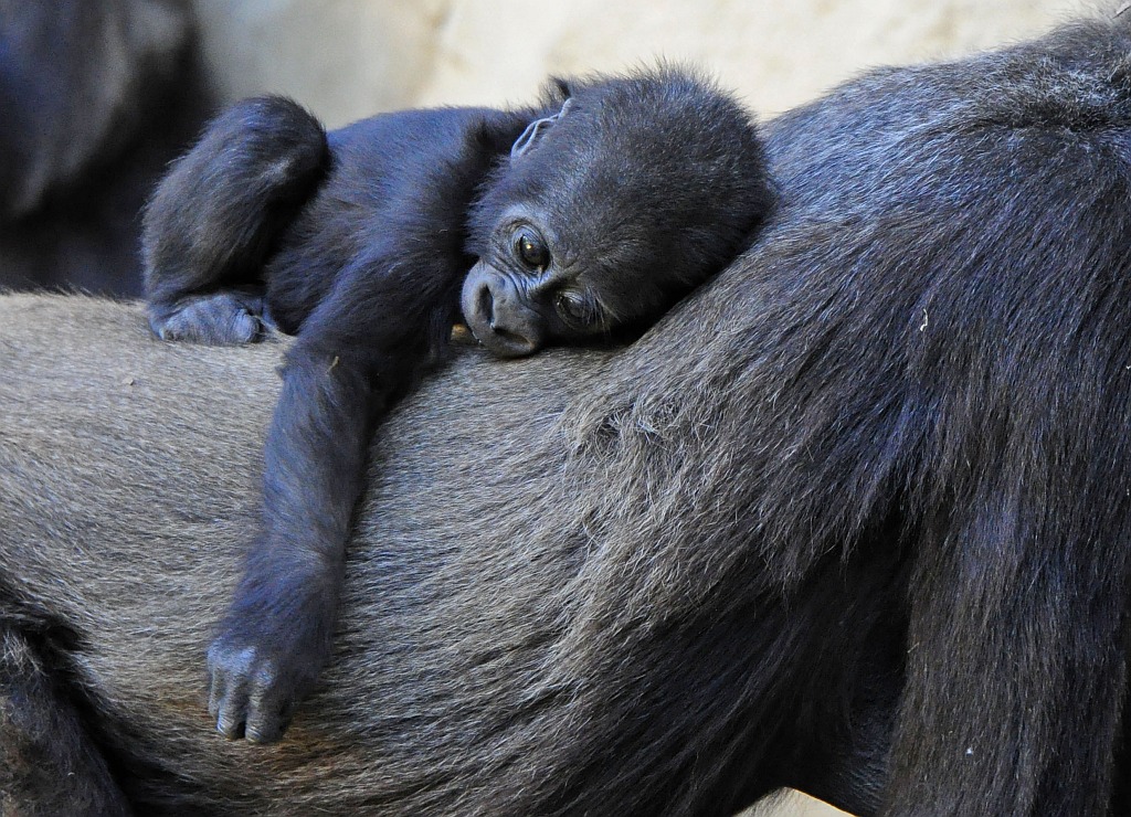 Gorillas Baby ist müde II