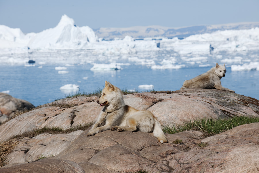 Grönland, Ilulissat
Schlittenhund