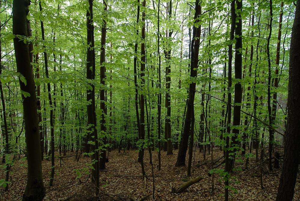 Grün und Braun
