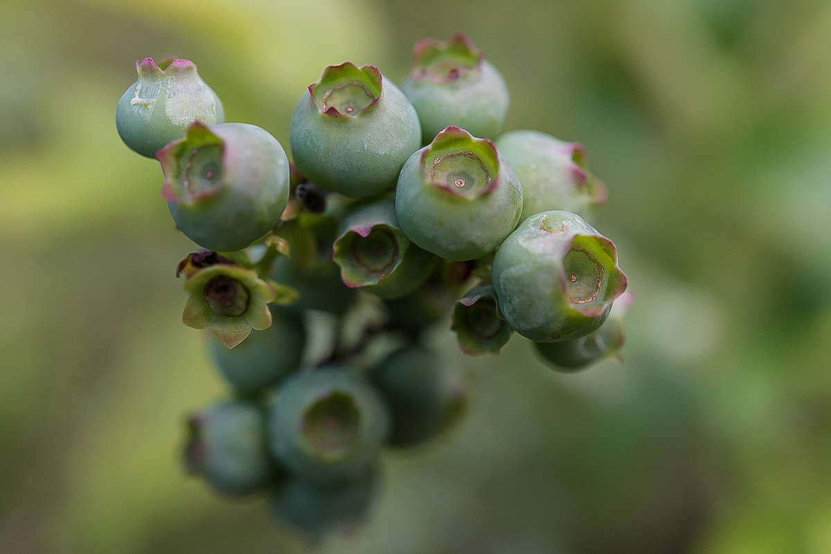 grüne Blaubeeren (1 von 1).JPG