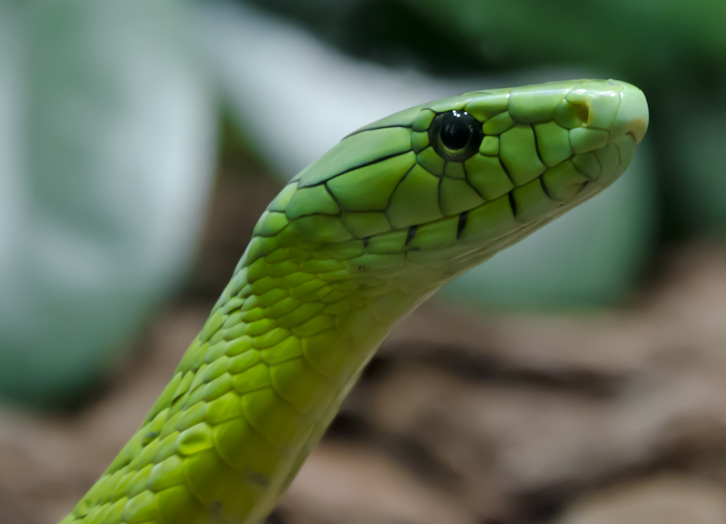 Grüne Mamba