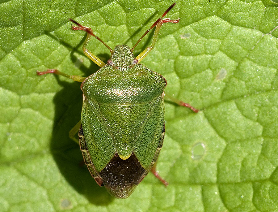 Grüne Stinkwanze