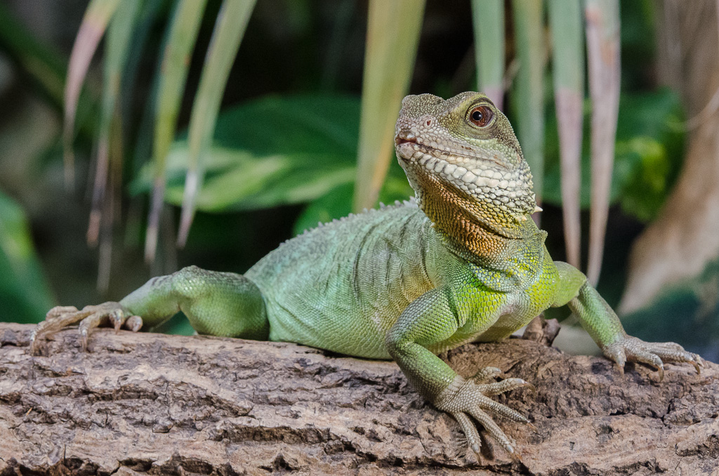 Grüne Wasseragame