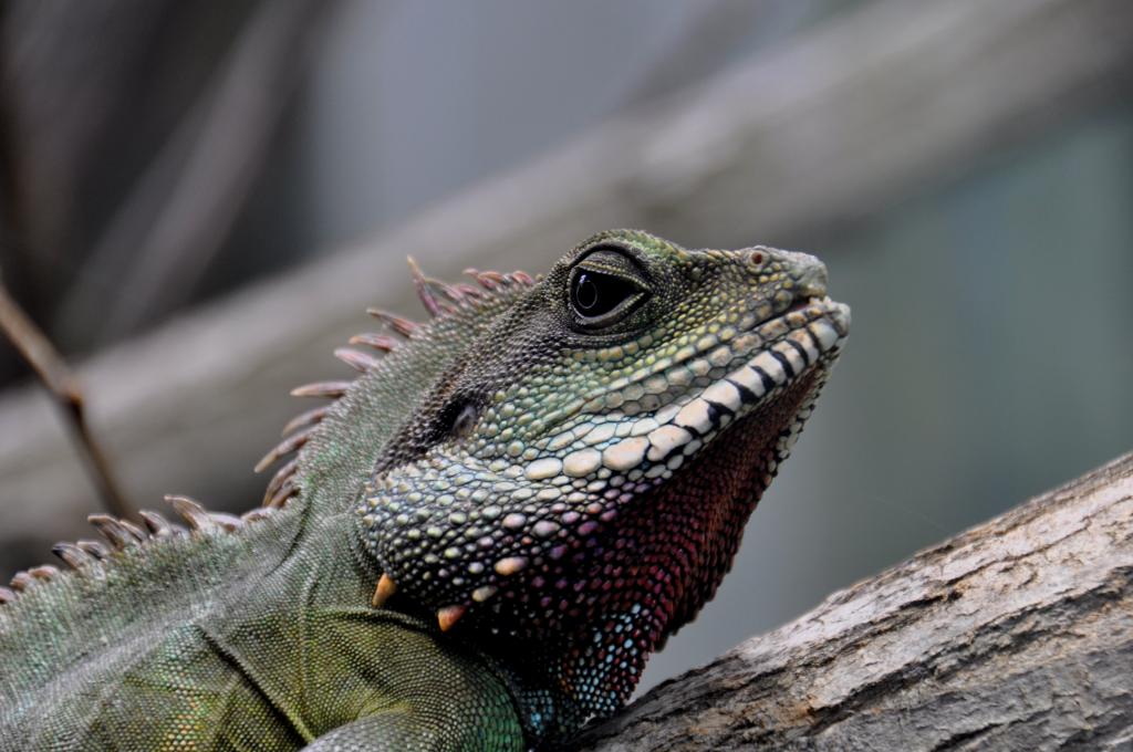 Grüne Wasseragame