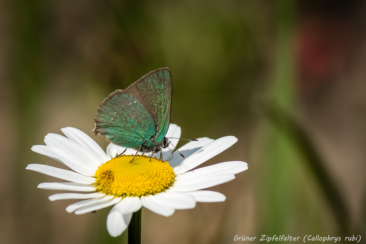 Grüne Zipfelfalter (Callophrys rubi) (1 von 1)