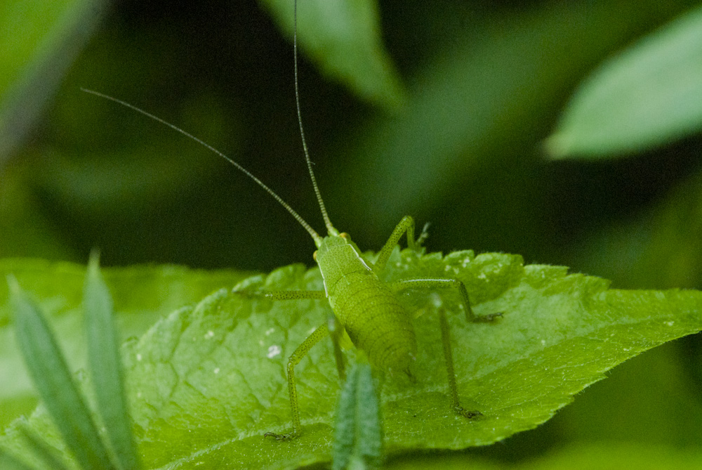 Grüner Heuschreck Rumänien