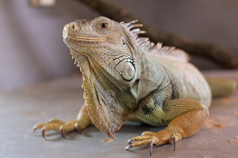 Grüner Leguan Reptilienzoo Obertraubling
